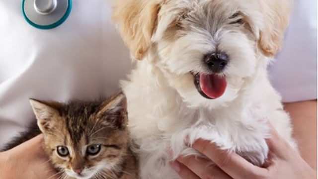 En İyi Kedi ve Köpek Sigortası Hangisi